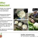 Curacaví Curacaví